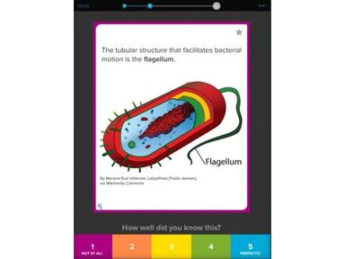 Brainscape Flagellum