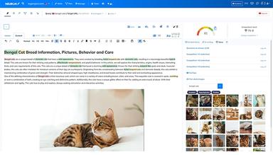 NeuronWriter stock image library